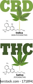 Full color vector illustration. Indica and Sativa strains of marijuana, which one produces CBD vs. THC and their chemical compound formulas. Non-psychoactive vs. psychoactive. 