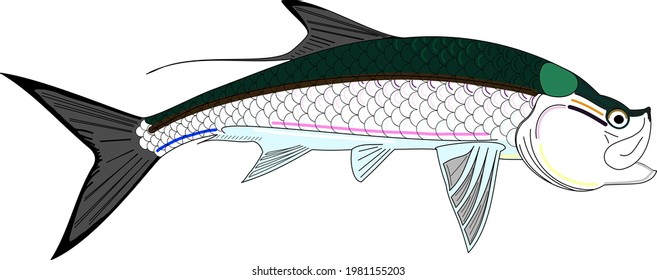 A Full Colored Tarpon Fish