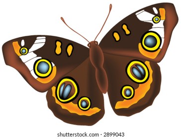 Mariposa vectorial marrón completa
