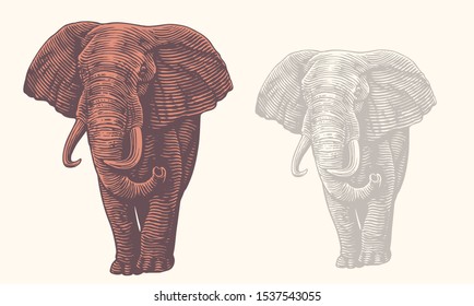 Full face of a walking elephant. Design set. Hand drawn engraving. Editable vector vintage illustration. Isolated on light background. 8 EPS 