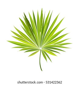 Full fresh fan shaped leaf of palmetto tree, vector illustration isolated on white background. Realistic hand drawing of palmetto palm tree leaf, jungle forest design element