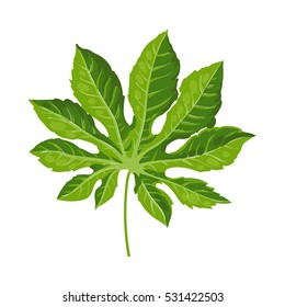 Full fresh leaf of fatsia japonica palm tree, vector illustration isolated on white background. Realistic hand drawing of fatsia japonica palm tree leaf, jungle forest design element