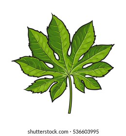 Full fresh leaf of fatsia japonica palm tree, sketch style vector illustration isolated on white background. Realistic hand drawing of fatsia japonica palm tree leaf, jungle forest design element