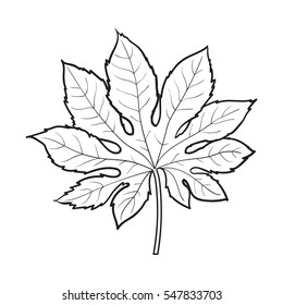 Full fresh leaf of fatsia japonica palm tree, sketch style vector illustration isolated on white background. Realistic hand drawing of fatsia japonica palm tree leaf, jungle forest design element