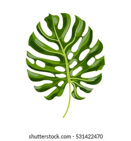Full fresh leaf of monstera palm tree, vector illustration isolated on white background. Realistic hand drawing of monstera palm tree leaf, jungle forest design element