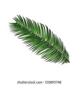 Full fresh leaf of sago palm tree, sketch style vector illustration isolated on white background. Realistic hand drawing of sago palm tree leaf, jungle forest design element