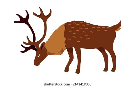 Full grown deer semi flat color vector character. Posing figure. Full body animal on white. Hoofed mammal with antlers simple cartoon style illustration for web graphic design and animation