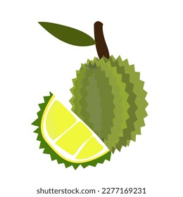 Full and halved durian isolated on white background. Vector