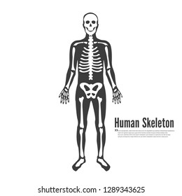 Full Human Body Skeleton Model