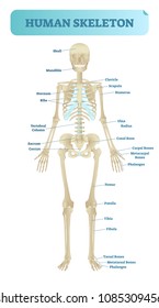 Full human skeleton anatomical model. Medical vector illustration poster, educational information. Head, ribcage, arms, hips, legs and other main bone structure.