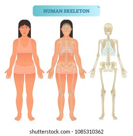 Full human skeleton anatomical model. Medical vector illustration poster with female. Educational information. Head, ribcage, arms, hips, legs and other main bone structure.