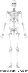 Ilustración completa de la anatomía del esqueleto humano en vista frontal aislada en blanco. El sistema esquelético detallado muestra la estructura ósea para uso médico y educativo. Ideal para diseños de referencia de ciencia, biología, atención médica y anatomía.