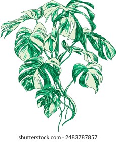 full illustration vector with separate color of big araceae variegata monstera plant with 