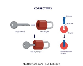 Full labeled cycle diagram of correct way enzyme and substrate interaction or biological catalysts. Biochemistry bindings in vector illustration isolated on background.