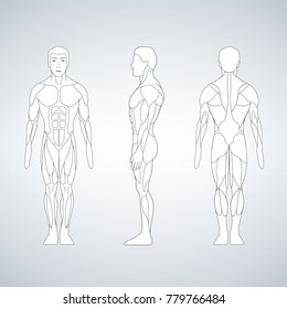 Full length muscle body, front, back view of a standing man