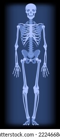 Full length roentgenogram of a human skeleton in blue light. Drawing in flat style. Vector illustration