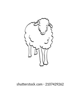 full length of sheep in front view illustration vector hand drawn isolated on white background line art.