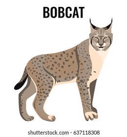 17,604 Bobcat Images, Stock Photos & Vectors | Shutterstock