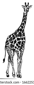 dibujo vectorial de longitud completa de una figura de jirafa sobre un fondo blanco