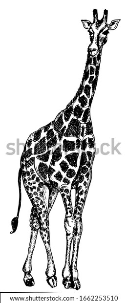 Full Length Vector Drawing Giraffe Figure Stock Vector (Royalty Free