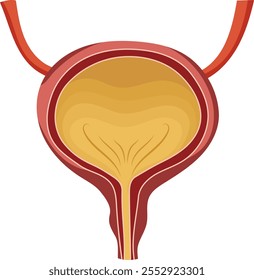 Full Liquid or Urine in Bladder Urinary Anatomy Illustration Isolated on White Background