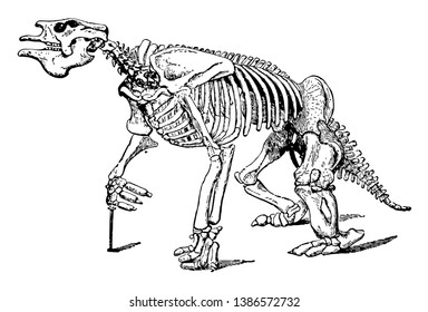 Full Megatherium Fossil Skeleton where the animal was extinct during the Pleistocene and found in Buenos Aires, vintage line drawing or engraving illustration.