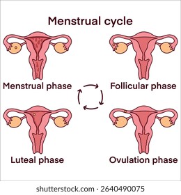 Full menstrual cycle infographic with four key phases: menstrual, follicular, ovulation, and luteal. Ideal for gynecology, hormone education, and health classes

