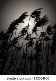 Full moon in the rushes