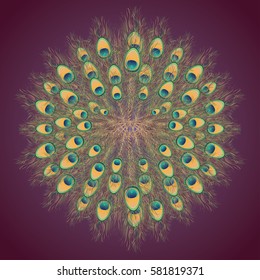 Full opened peacock tail illustration, detailed feathers.