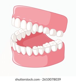 Full Set of Human Teeth and Gums Vector Illustration