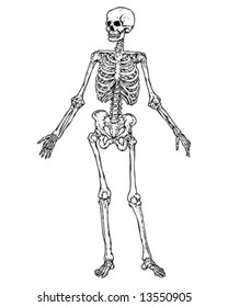 Full Skeleton Vector