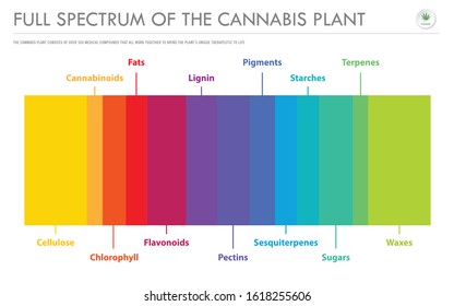 Full Spectrum of the Cannabis Plant horizontal business infographic illustration about cannabis as herbal alternative medicine and chemical therapy, healthcare and medical science vector.