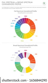 Full Spectrum vs Broad Spectrum Cannabinoid Profile vertical business infographic illustration about cannabis as herbal alternative medicine and chemical therapy, healthcare and medical science vector