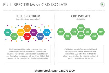Full Spectrum Vs CBD Isolate Horizontal Business Infographic Illustration About Cannabis As Herbal Alternative Medicine And Chemical Therapy, Healthcare And Medical Science Vector.