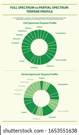 Full Spectrum vs Partial Spectrum Terpene Profile vertical infographic illustration about cannabis as herbal alternative medicine and chemical therapy, healthcare and medical science vector.