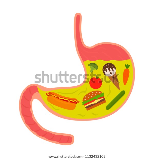 Full stomach of food with gastric juice. vector illustration isolated on white background
