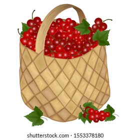 Full wicker basket with ripe red currant on a white background. Vector illustration. Vector illustration
