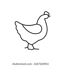 un gallo de cuerpo entero está de pie