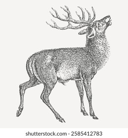 Full-body sketch of a roaring stag in a dynamic pose, vintage detailed engraving with intricate shading.