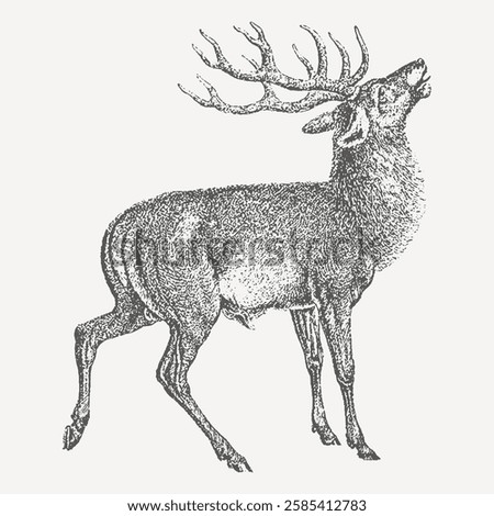 Similar – Image, Stock Photo A roaring stag Deer