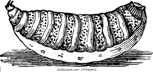 La larva de la mosca de los bots de oveja, una mosca de la familia Oestridae de las moscas bot, es conocida como una plaga importante en la industria ovinaria australiana, dibujo de líneas de vintage o ilustración de grabado.