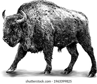 full-length bison stands in a threatening pose, sketch vector graphics monochrome illustration on a white background