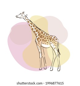 A full-length giraffe sideways. Hand drawn color illustration. African animal.