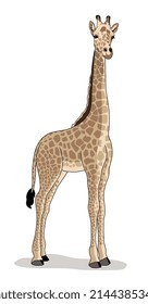 A Full-length Giraffe Is A Wild Animal Living In Nature, With A Mottled Skin Texture. Vector Illustration