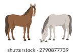 A full-length standing and grazing horses, side view. Flat color vector illustration on a white background