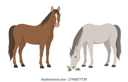 A full-length standing and grazing horses, side view. Flat color vector illustration on a white background