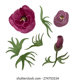 Fully editable flowers and leaves painted watercolor. Vector illustration for design