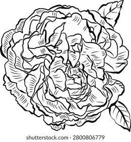 A fully opened heritage rose with expressive petal textures and intricate linework.