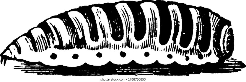 A larva totalmente crescida da ovelha Botfly, da espécie Estrus ovis, que tem manchas escuras circulares distintas em uma parte de seu corpo, desenho de linha vintage ou ilustração gravura.