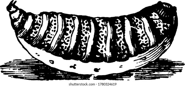 The fully-grown larva of the Sheep Botfly, Estrus ovis species, that is large and bulky, vintage line drawing or engraving illustration.